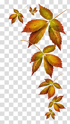 Autumn s, yellow-and-red leaves illustration transparent background PNG clipart