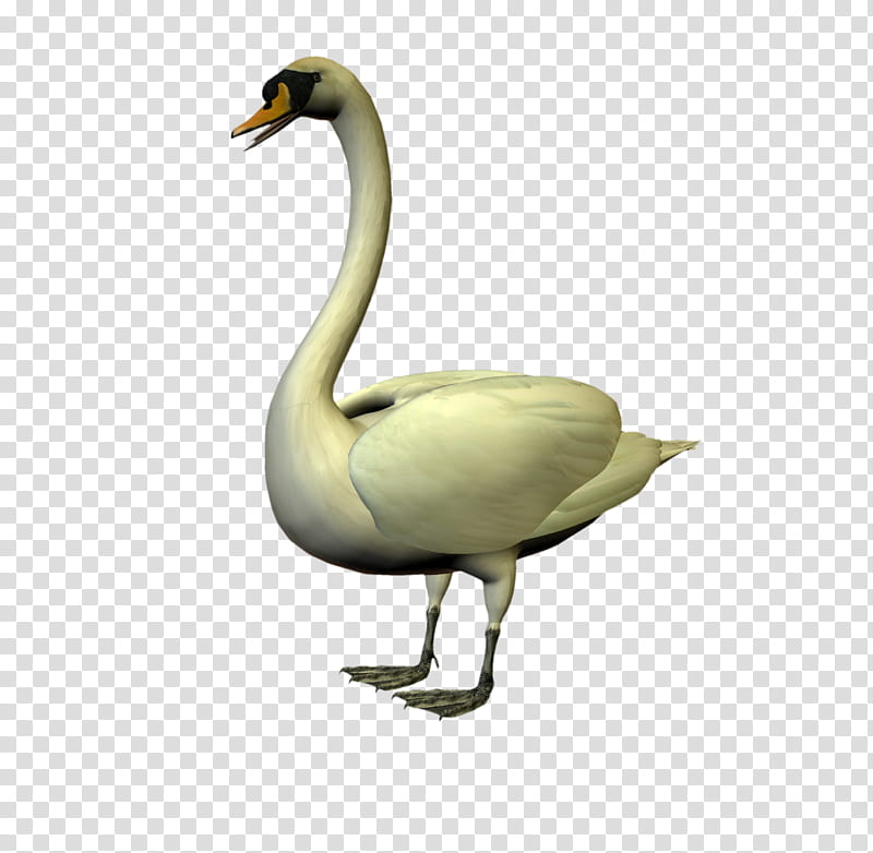 D Swans, white goose transparent background PNG clipart