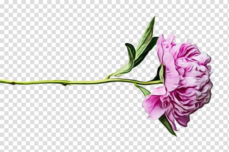 flower flowering plant plant cut flowers pink, Watercolor, Paint, Wet Ink, Petal, Pedicel, Lisianthus, Plant Stem transparent background PNG clipart
