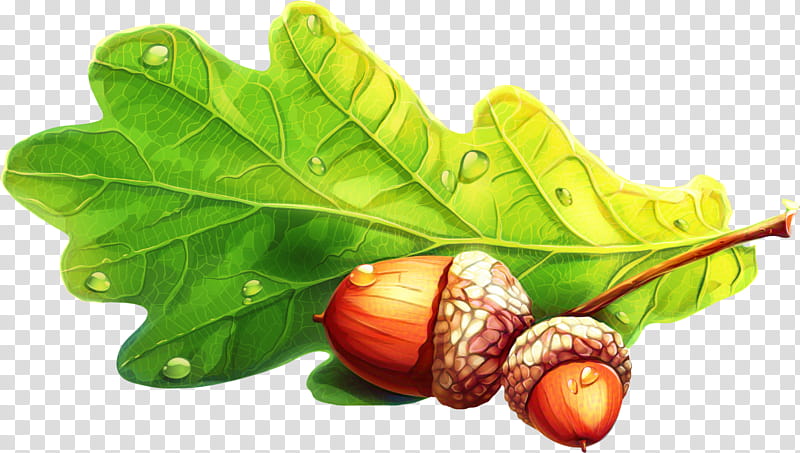 Oak Tree Drawing, Acorn, Dotorimuk, English Oak, Nut, Northern Red Oak, Food, Leaf transparent background PNG clipart