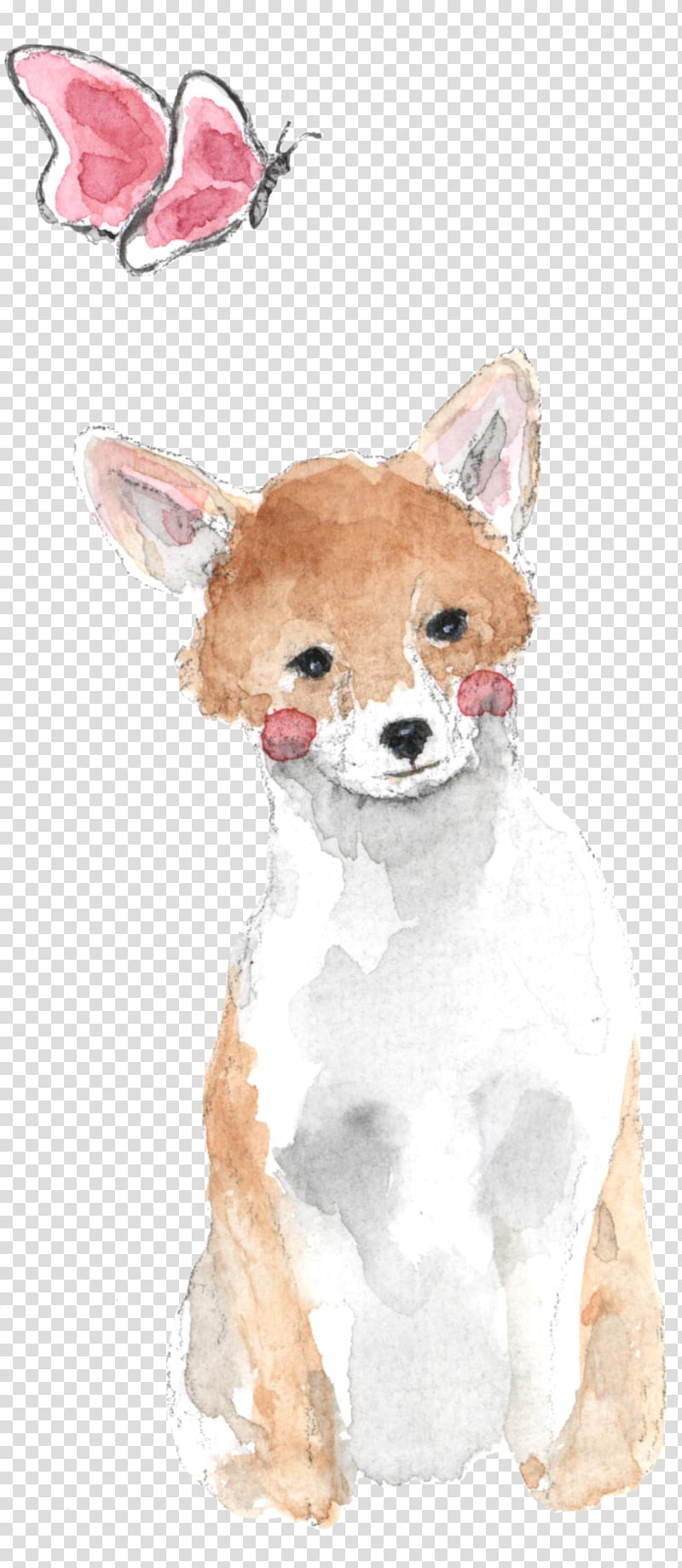Pomeranian, Chihuahua, Puppy, RED Fox, Cavachon, Companion Dog, Cavoodle, Breed transparent background PNG clipart