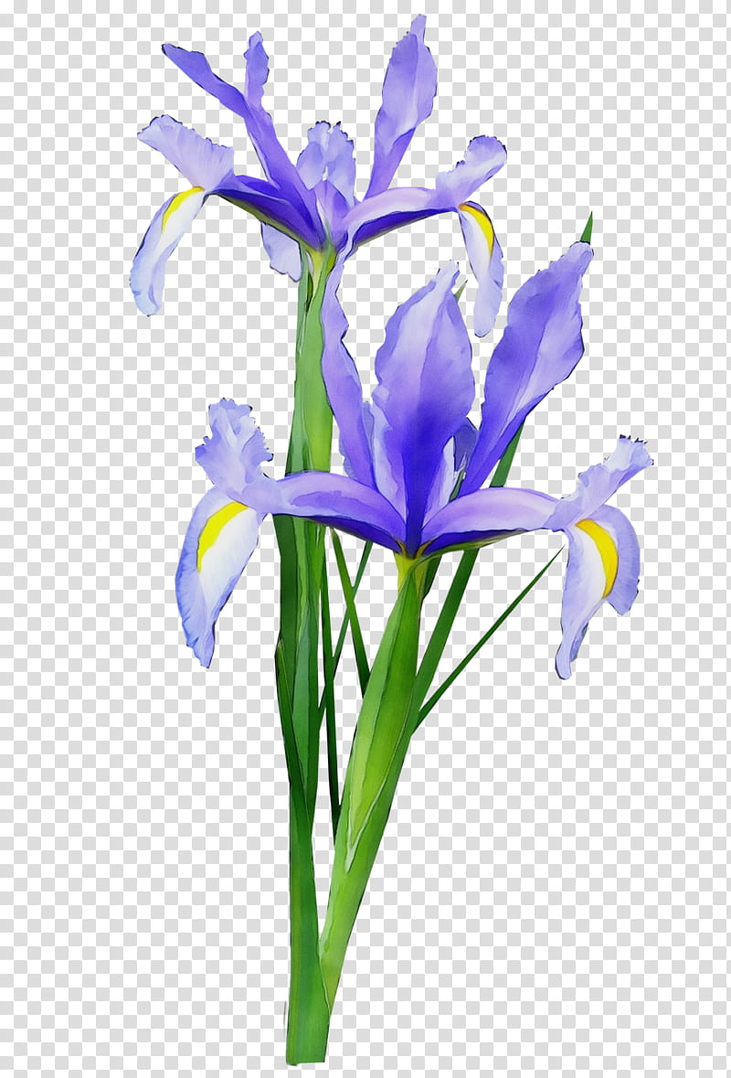 flower flowering plant plant iris iris, Watercolor, Paint, Wet Ink, Cut Flowers, Petal, Iris Reticulata, Iris Versicolor transparent background PNG clipart