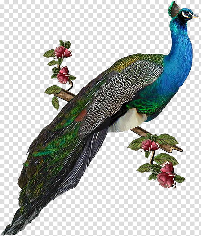 Peacock Drawing, Peafowl, Bird, Feather, Single Peacock Feathers, Animal, Beak transparent background PNG clipart