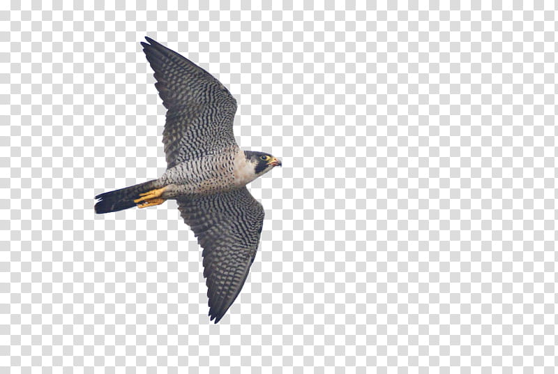 Bird, Falcon, Desktop , Shaheen Falcon, Beak, Flickr, Animal, Video transparent background PNG clipart