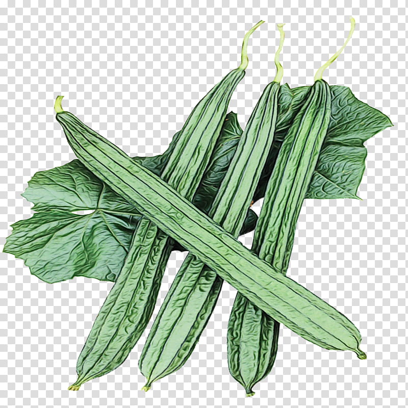 plant vegetable flowering plant leaf okra, Watercolor, Paint, Wet Ink, Luffa, Mallow Family, Food transparent background PNG clipart
