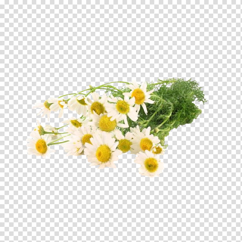 Flowers, Tea, German Chamomile, Roman Chamomile, Essential Oil, Antiinflammatory, Herbal Distillate, Medicinal Plants transparent background PNG clipart