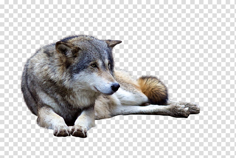 Precut Wolf  ressource, gray wolf transparent background PNG clipart