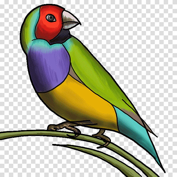 Lovebird, Beak, Parrot, Perching Bird, Finch transparent background PNG clipart