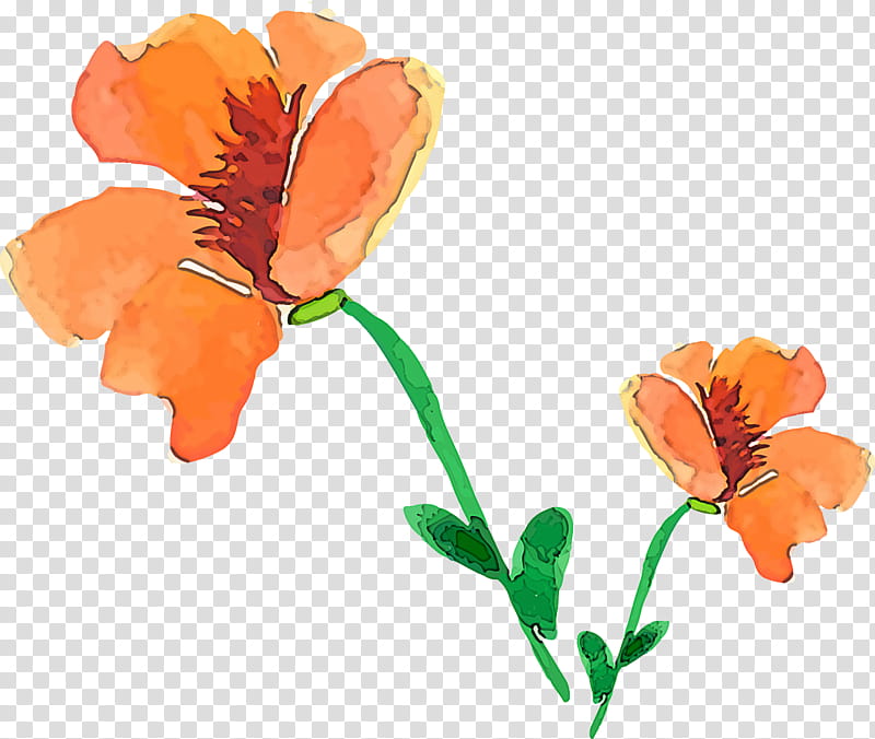 Orange, Flower, Plant, Petal, Pedicel, Cut Flowers, Plant Stem, Wallflower transparent background PNG clipart