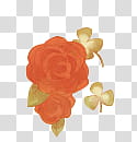 , orange rose illustration transparent background PNG clipart