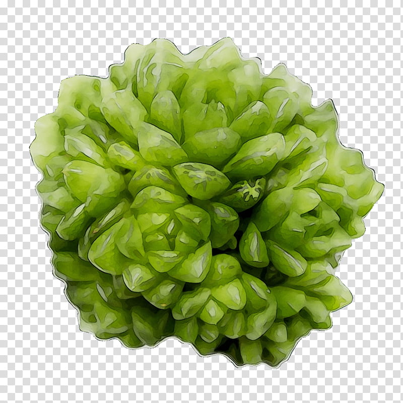 Green Leaf, Vegetarian Cuisine, Food, Vegetarianism, Plant, Flower, Artificial Flower, Humulus Lupulus transparent background PNG clipart