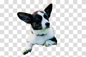 dog dog breed welsh corgi puppy pembroke welsh corgi, Watercolor, Paint, Wet Ink, Cardigan Welsh Corgi transparent background PNG clipart thumbnail