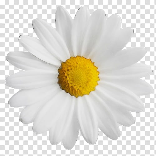 Flowers, Common Daisy, Oxeye Daisy, Shasta Daisy, Leucanthemum, White, Mayweed, Petal transparent background PNG clipart