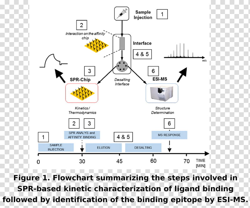 Chromatography Text, Sizeexclusion Chromatography, Highperformance Liquid Chromatography, Gas Chromatography, Surface Plasmon Resonance, Mass Spectrometry, Molecule, Thinlayer Chromatography, Column Chromatography transparent background PNG clipart