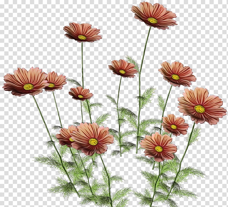 Floral Flower, Chrysanthemum, Petal, Garden Roses, Flower Bouquet, Floral Design, Common Daisy, Wildflower transparent background PNG clipart