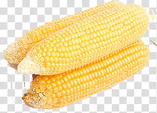 three yellow corns on white surface transparent background PNG clipart
