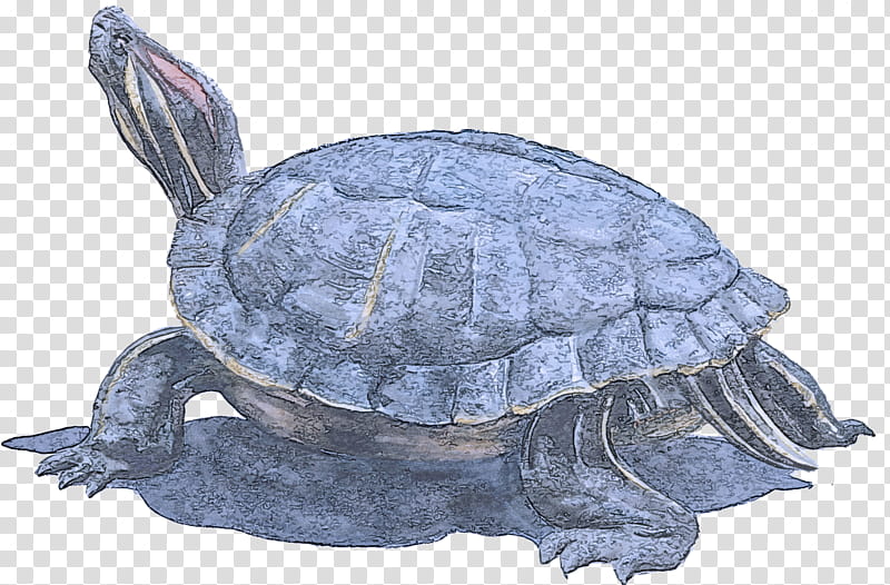 tortoise pond turtle turtle reptile kinosternidae, Terrapin, Sea Turtle, Red Eared Slider, Box Turtle, Kemps Ridley Sea Turtle transparent background PNG clipart