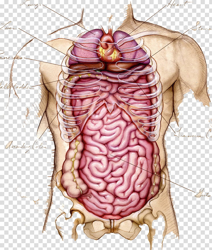 Anatomy v , human intestine illustration transparent background PNG clipart