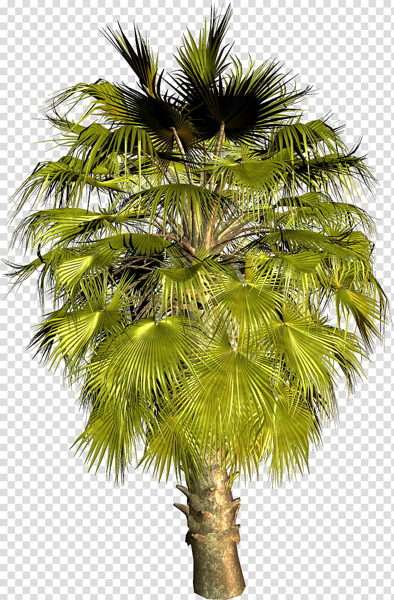 Palm Oil Tree, Asian Palmyra Palm, Palm Trees, Coconut, Babassu, Areca Palm, Oil Palms, Areca Nut transparent background PNG clipart