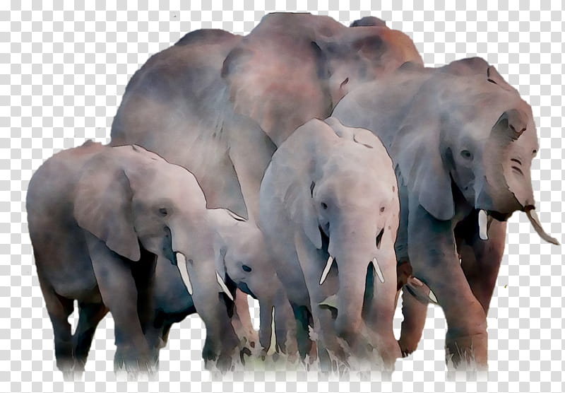 Indian Elephant, African Elephant, Curtiss C46 Commando, Snout, Animal, Wildlife, Herd, Working Animal transparent background PNG clipart