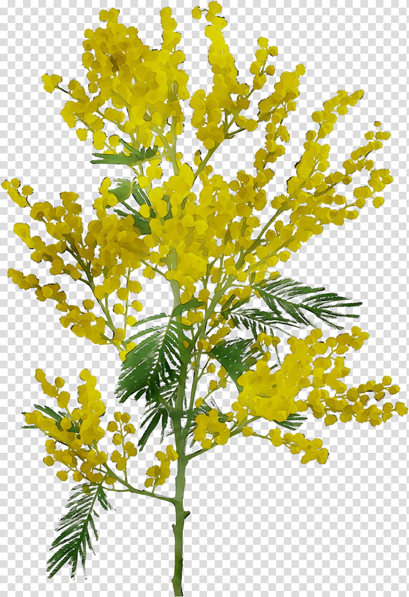 Mimosa Flower, Twig, Field Mustard, Plant Stem, Rapeseed, Subshrub, Tansy, Fennel transparent background PNG clipart