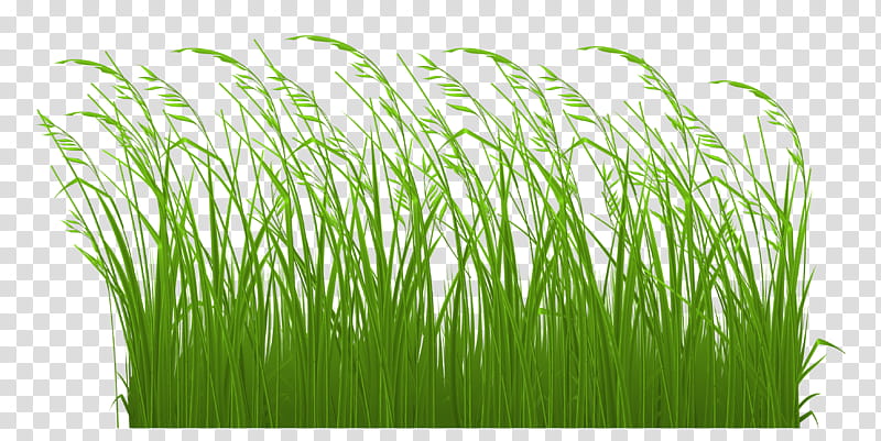 Green Grass, Grasses, Lawn, Silhouette, Plant, Grass Family, Wheatgrass, Sweet Grass transparent background PNG clipart