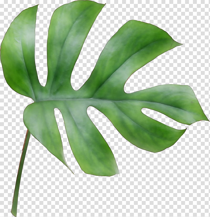 Green Leaf, Plant Stem, Plants, Monstera Deliciosa, Flower, Alismatales, Arum Family, Symbol transparent background PNG clipart