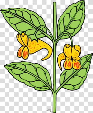 flower plant leaf flowering plant, Watercolor, Paint, Wet Ink, Yellow, Cowslip transparent background PNG clipart thumbnail