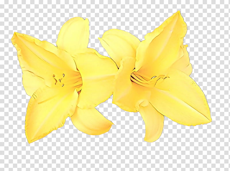 Flower Plant, Common Eveningprimrose, Yellow, Petal, Evening Primrose Family, Narcissus, Herbaceous Plant, Amaryllis Family transparent background PNG clipart