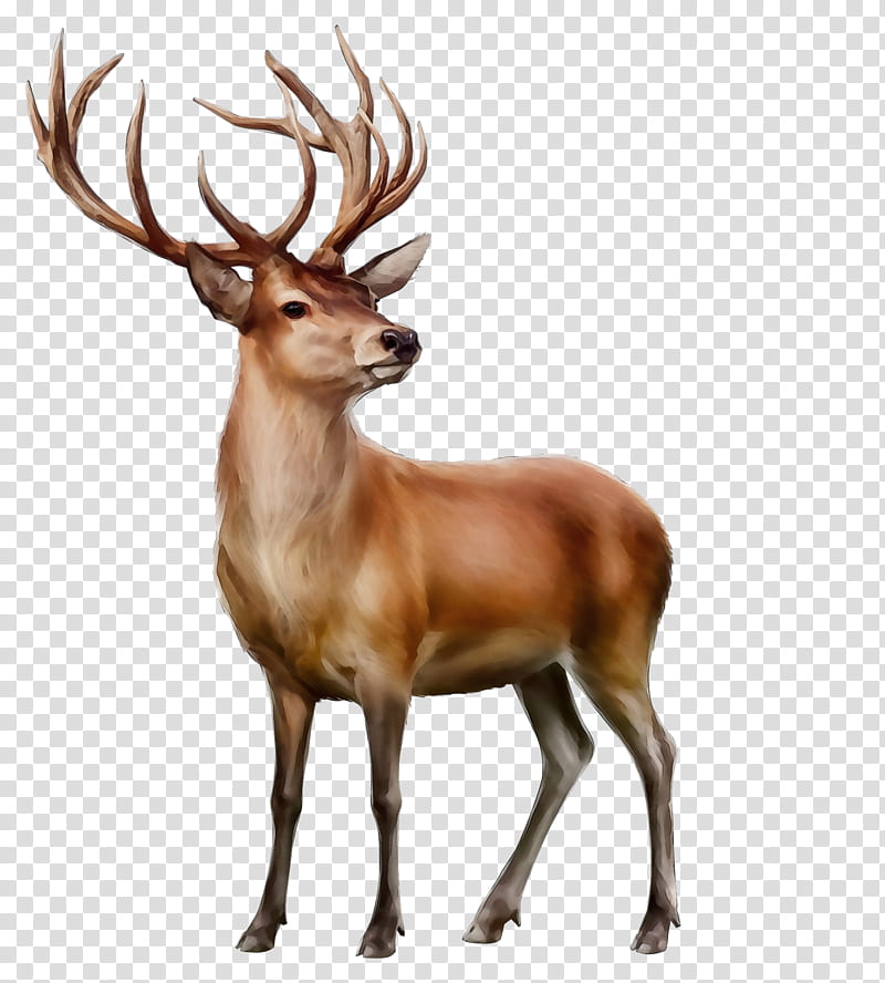 Watercolor, Paint, Wet Ink, Deer, Reindeer, Whitetailed Deer, Moose, Red Deer transparent background PNG clipart