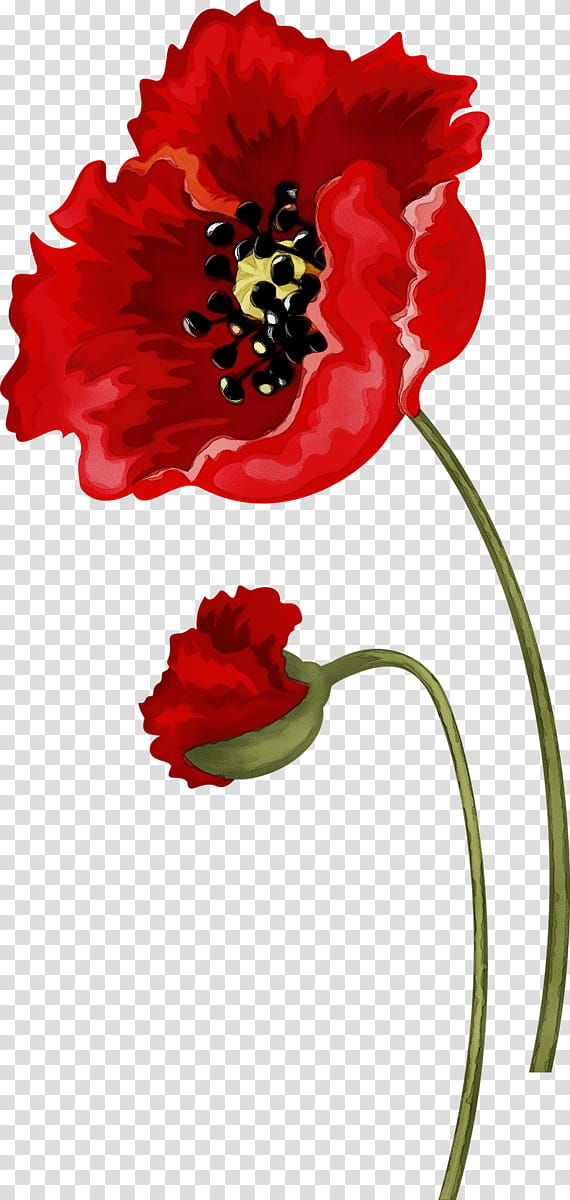 red flower plant petal corn poppy, Watercolor, Paint, Wet Ink, Coquelicot, Cut Flowers, Poppy Family, Flowering Plant transparent background PNG clipart