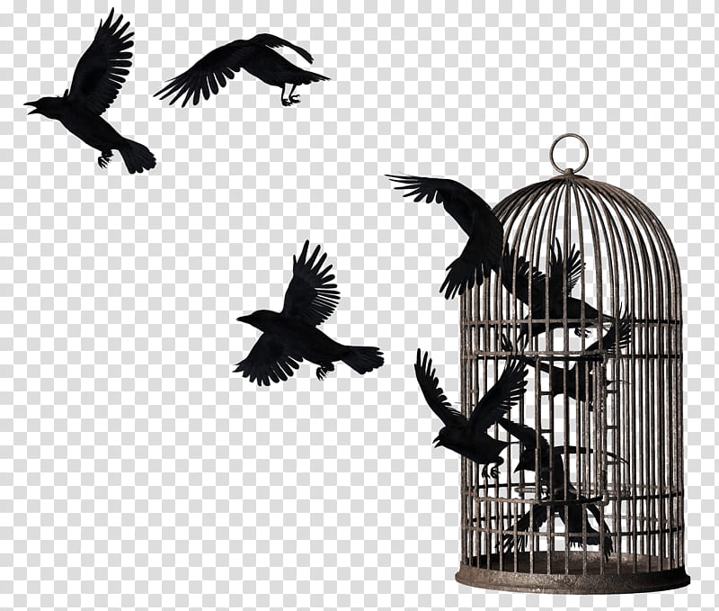 Crows Mega , birds flying out from cage transparent background PNG clipart