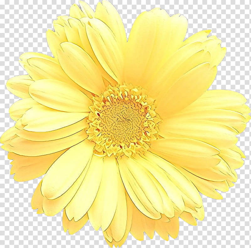 Drawing Of Family, Flower, Transvaal Daisy, Cut Flowers, Petal, Yellow, Viewer, Barberton Daisy transparent background PNG clipart