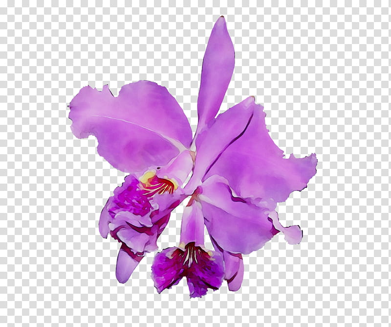 Pink Flower, Crimson Cattleya, Orchids, Moth Orchids, Cattleya Orchids, Cattleya Labiata, Violet, Petal transparent background PNG clipart
