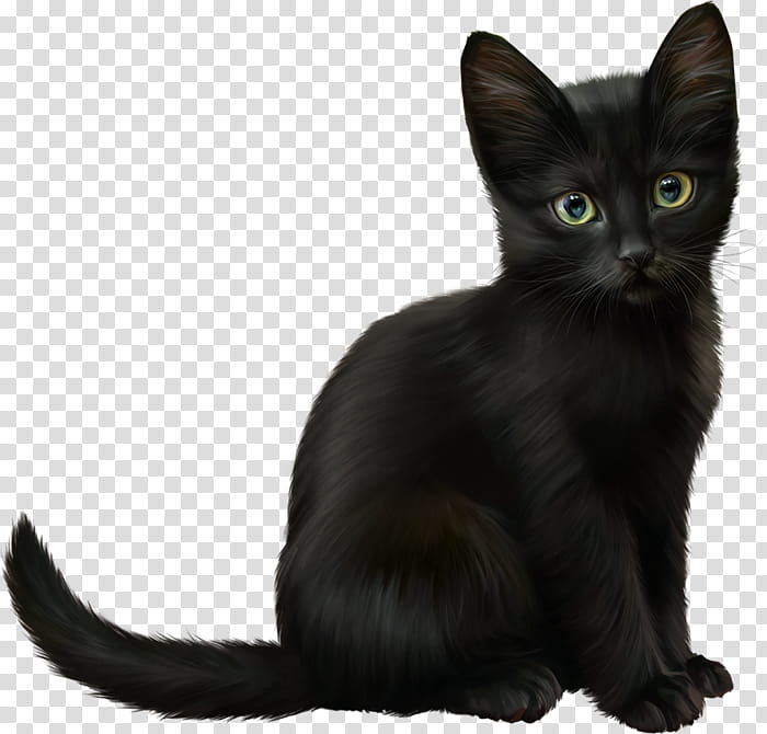 Cat, Javanese Cat, Oriental Shorthair, Korat, Kitten, Havana Brown, Black Cat, German Rex transparent background PNG clipart
