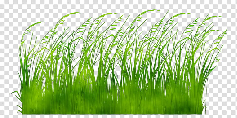 Green Grass, Le Jardinage Facile, Gardening, Ornamental Grass, Gardener, Switchgrass, Winter
, Ornamental Plant transparent background PNG clipart