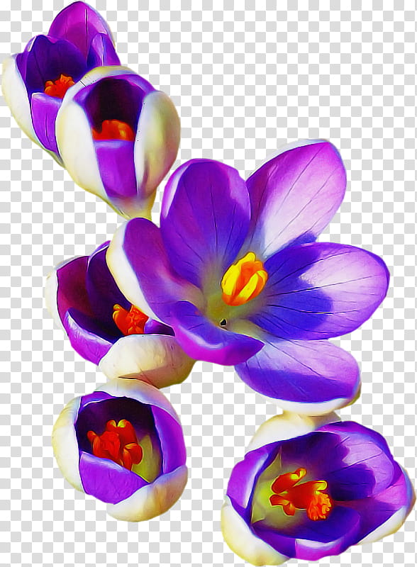 violet flower petal purple crocus, Plant, Flowering Plant, Spring Crocus, Snow Crocus, Iris Family transparent background PNG clipart