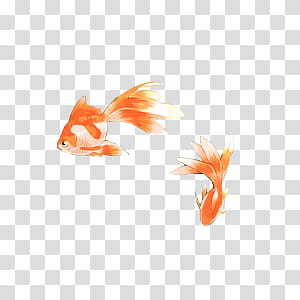 Watchers, gold and white goldfish transparent background PNG clipart