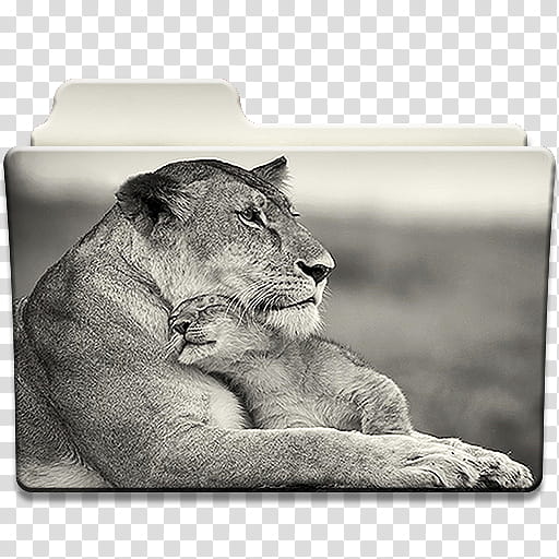 Big Cats Folder Icons Windows Only , . The Queen And Her Cub transparent background PNG clipart