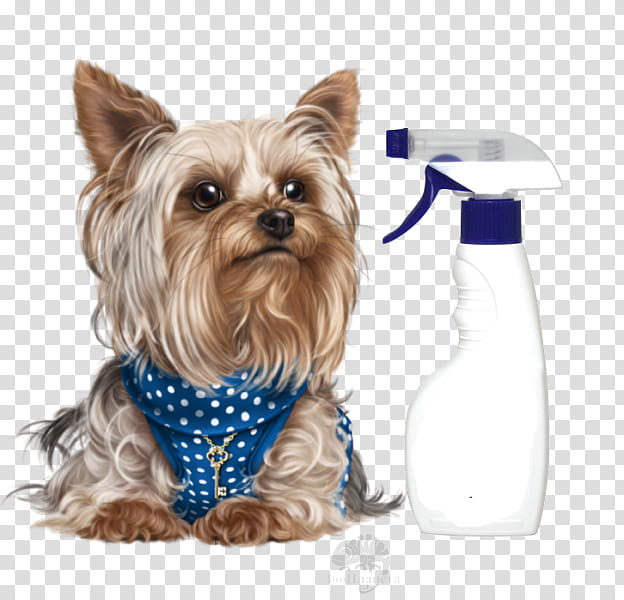 Dog, Yorkshire Terrier, Cairn Terrier, West Highland White Terrier, Yorkipoo, Puppy, Scottish Terrier, Boston Terrier transparent background PNG clipart