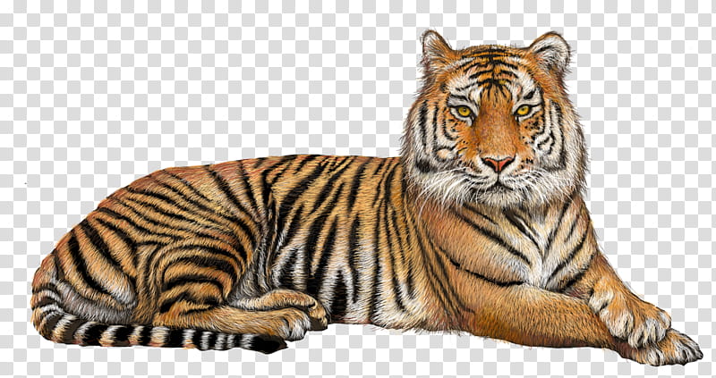 bengal tiger clip art