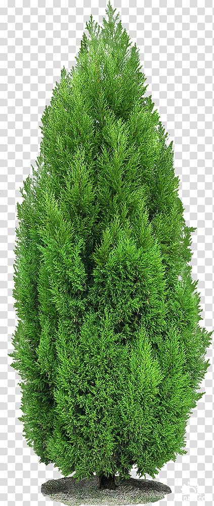 Family Tree, Mediterranean Cypress, Spruce, Bald Cypress, Landscape Architecture, Evergreen, Pine, Hedge transparent background PNG clipart