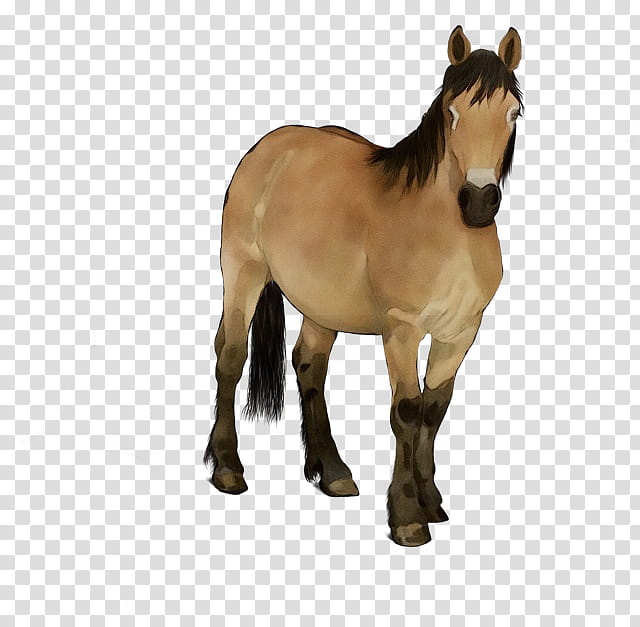 Mane Horse, Mare, Mustang, Pony, Foal, Stallion, Colt, Rein transparent background PNG clipart