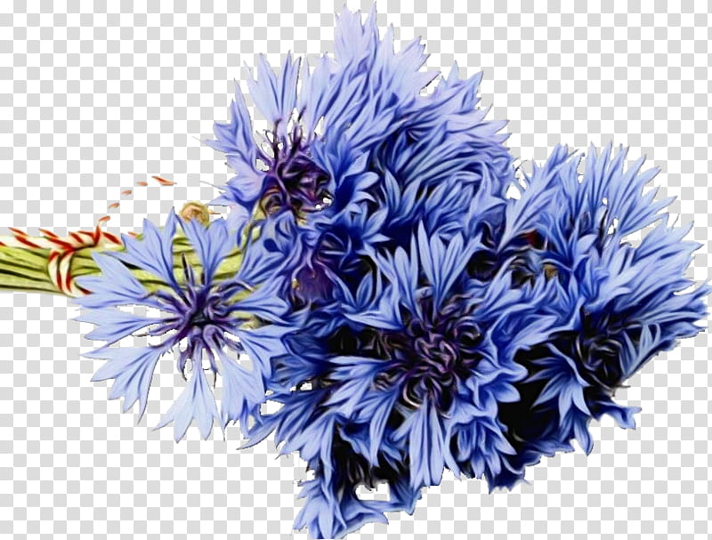 Flowers, Flower Bouquet, Floral Design, Cornflower, Cut Flowers, Blue, Bride, Gift transparent background PNG clipart