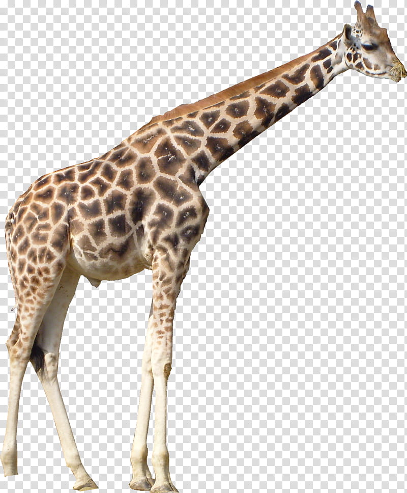 Animal, Northern Giraffe, Reticulated Giraffe, South African Giraffe, Giraffe Background, Giraffidae, Wildlife, Animal Figure transparent background PNG clipart