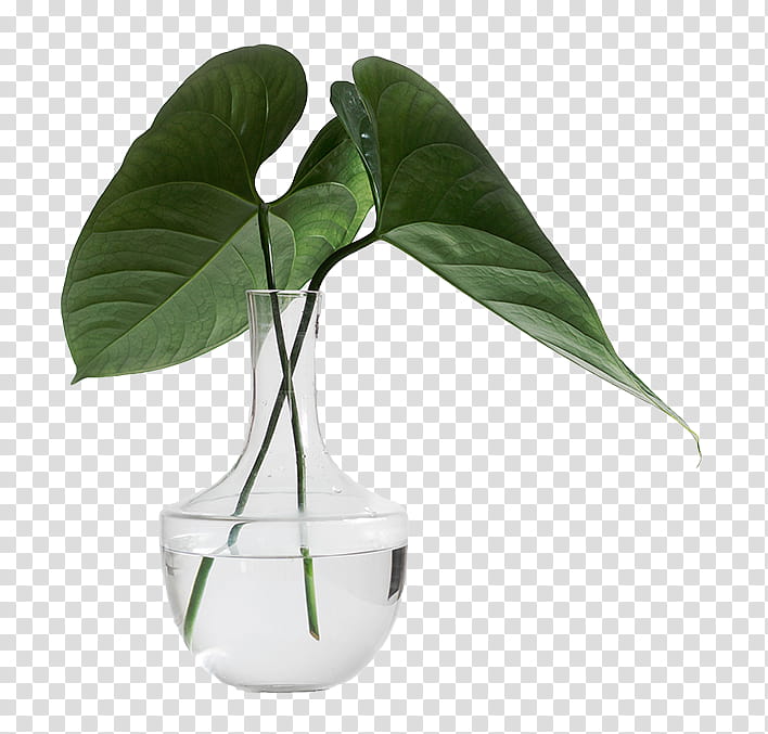 Karolina s, green leaves in clear glass vase with water transparent background PNG clipart