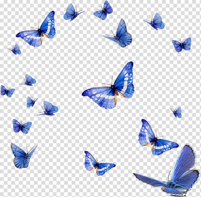 Monarch Butterfly, Insect, Menelaus Blue Morpho, Painted Lady ...