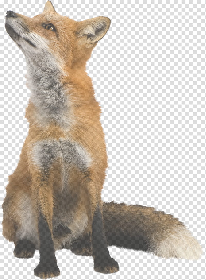 red fox fox coyote swift fox wildlife, Jackal transparent background PNG clipart