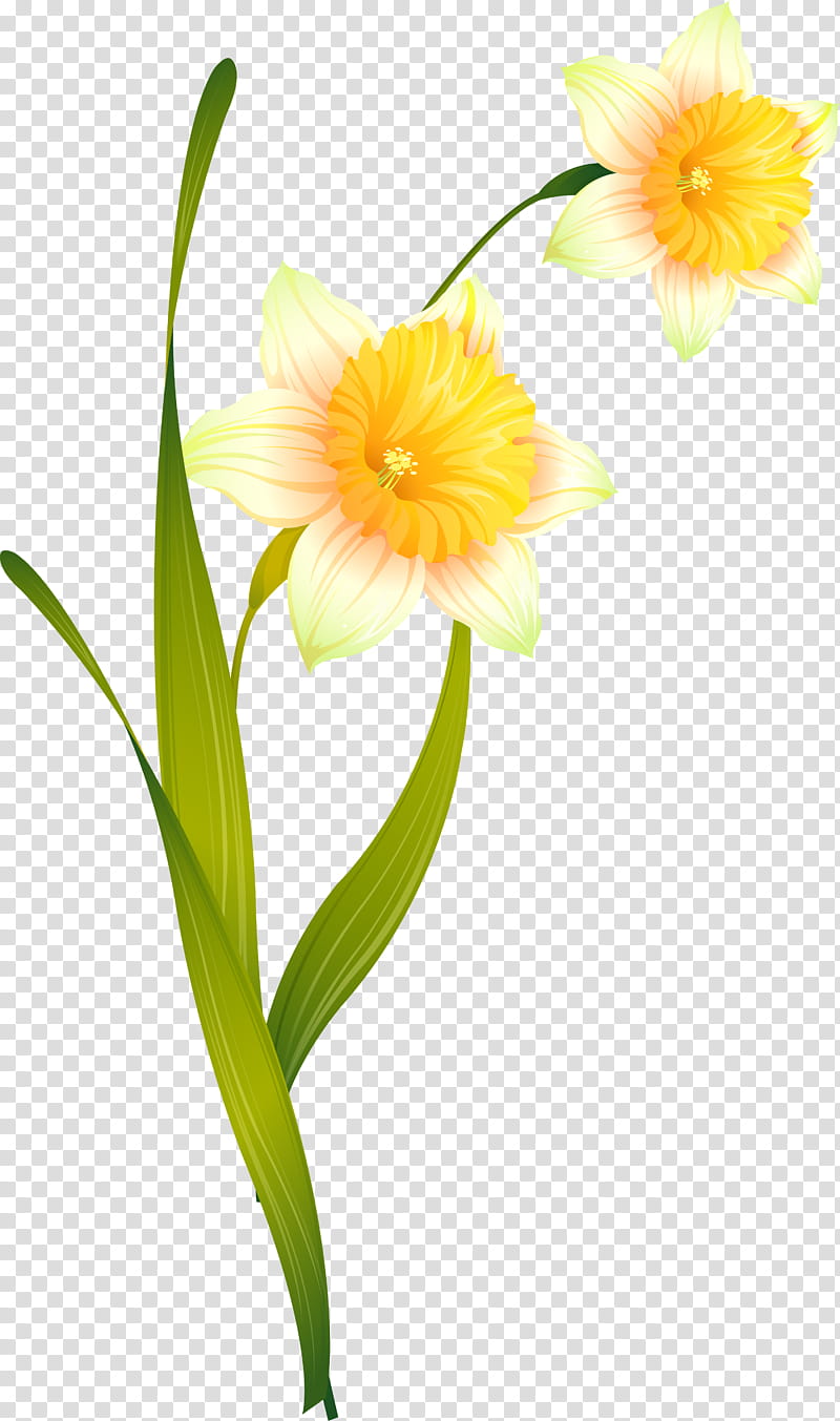 Flowers, Daffodil, Cut Flowers, Amaryllis, Narcissus, Russia, Jersey Lily, Floral Design transparent background PNG clipart