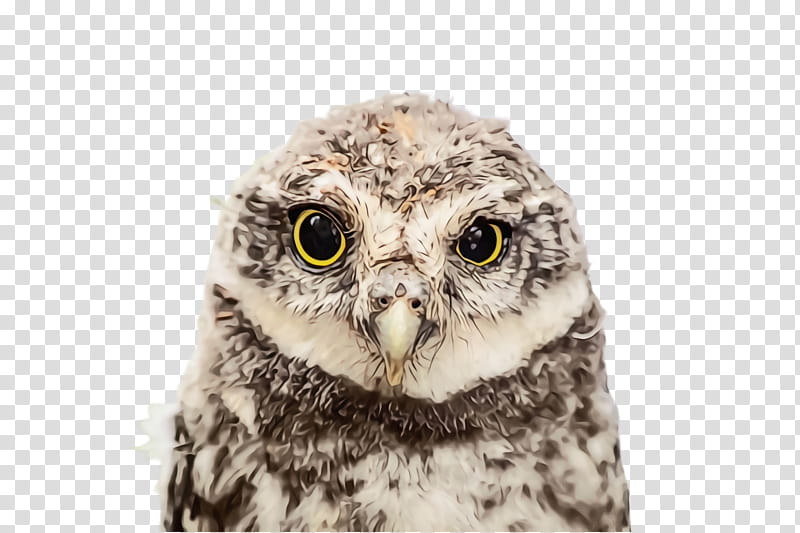 owl bird bird of prey western screech owl eastern screech owl, Watercolor, Paint, Wet Ink, Beak, Wildlife, Adaptation transparent background PNG clipart